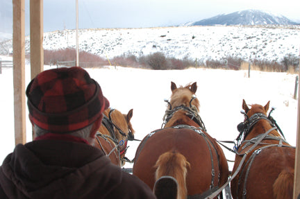 suffolk draft horses bbar ranch yellowstone national park