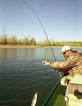 lake superior whitefish, steve thompson guide, montana living, flathead river fishing