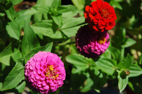 flowers gardening in montana, montana garden tours, montana living