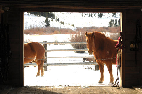 Draft horses wait patiently outside the barn to go to work at the B Bar Ranch. David Reese photo