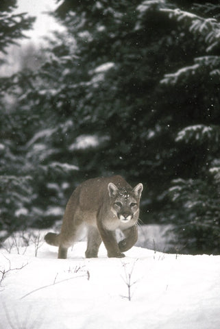 mountain lion with kittens photo by jan l wasssink, montana living magazine