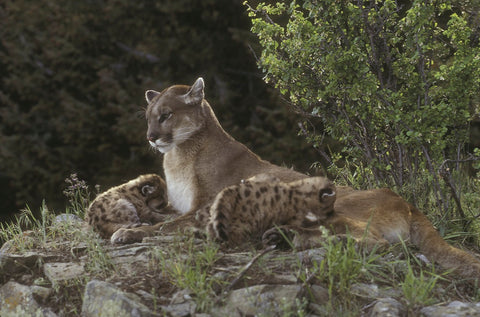 mountain lion with kittens photo by jan l wassink