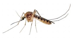mosquito west nile virus montana 2017 2
