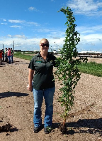 Palmer amaranth in montana, weed control montana invasive species noxious weeds, montana living, grand kids goat company