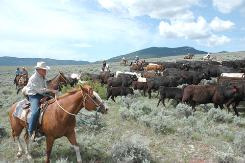 montana living, montana high country cattle drive, flynn ranch in townsend montana