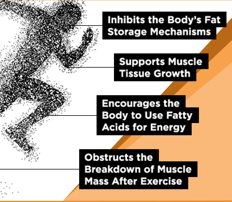 NatureWise CLA Benefits