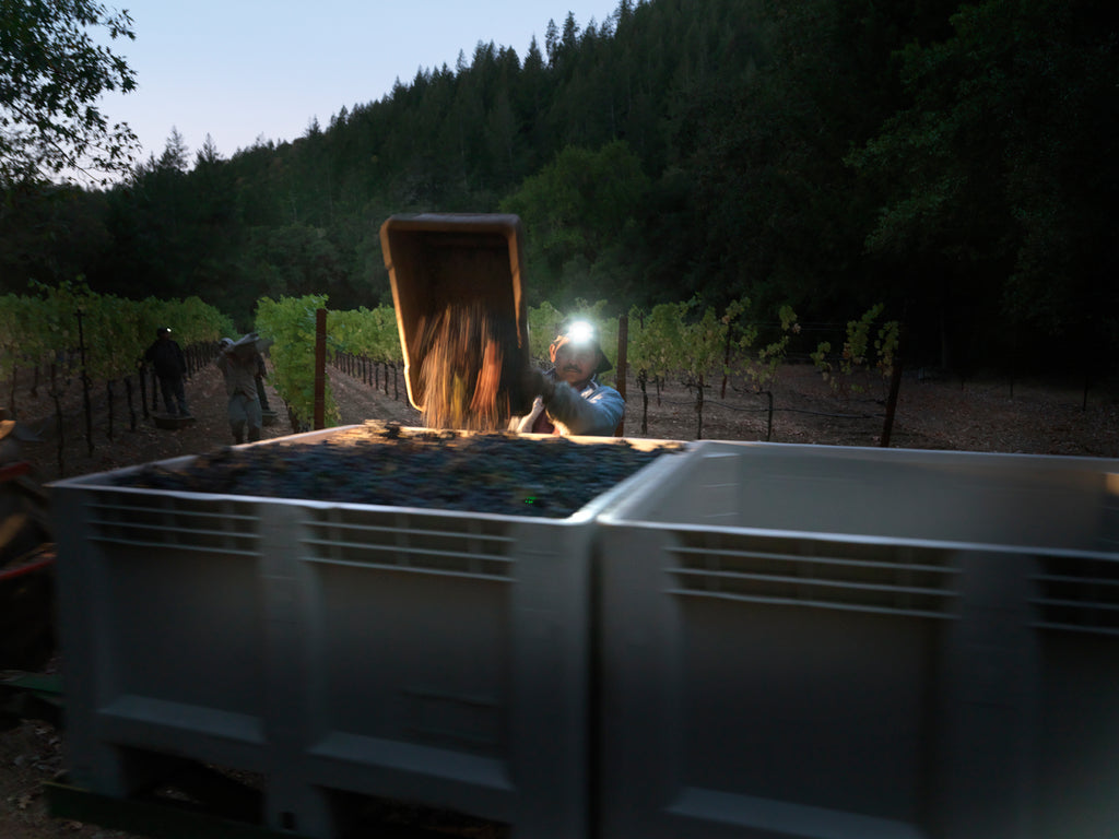 Grapes being dumped during harvest