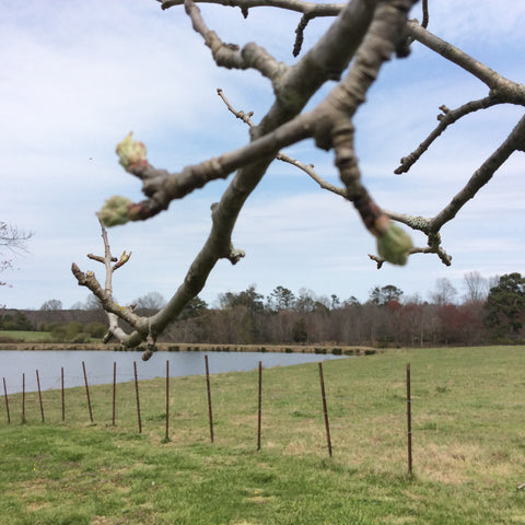 Apple tree buds signal the start of spring in the countryside 