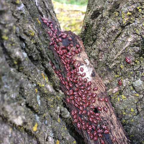 Lady bugs emerging from a winters sleep.