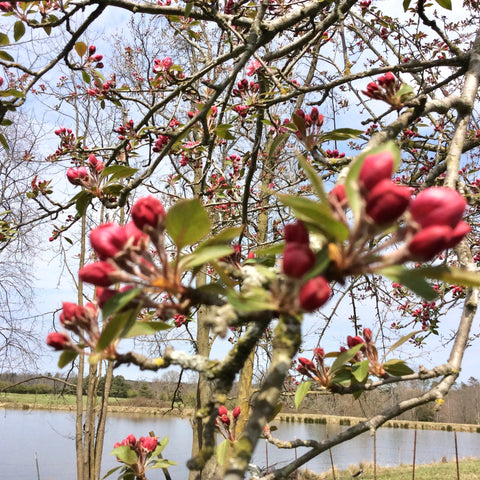 Crab apple trees are the first bloomers of the spring around here.