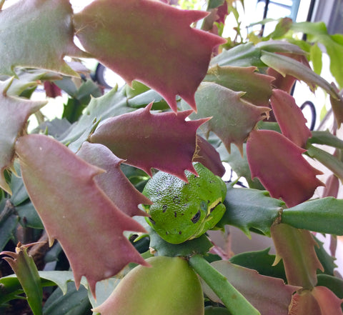 Tree Frog that made its home on our front porch this summer.