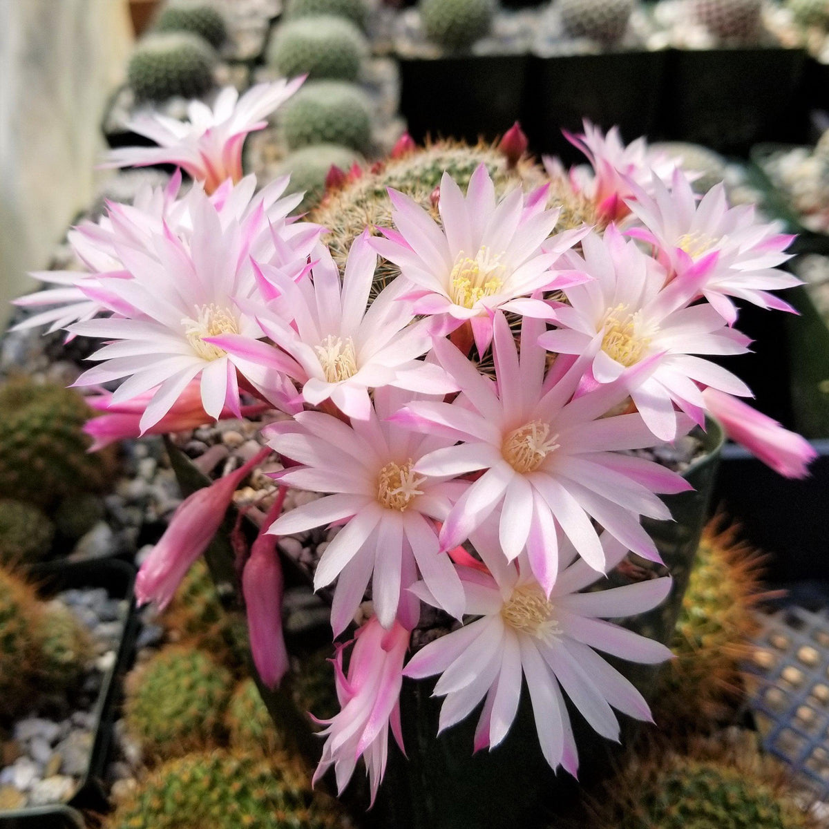 Rebutia narvaecensis – Planet Desert