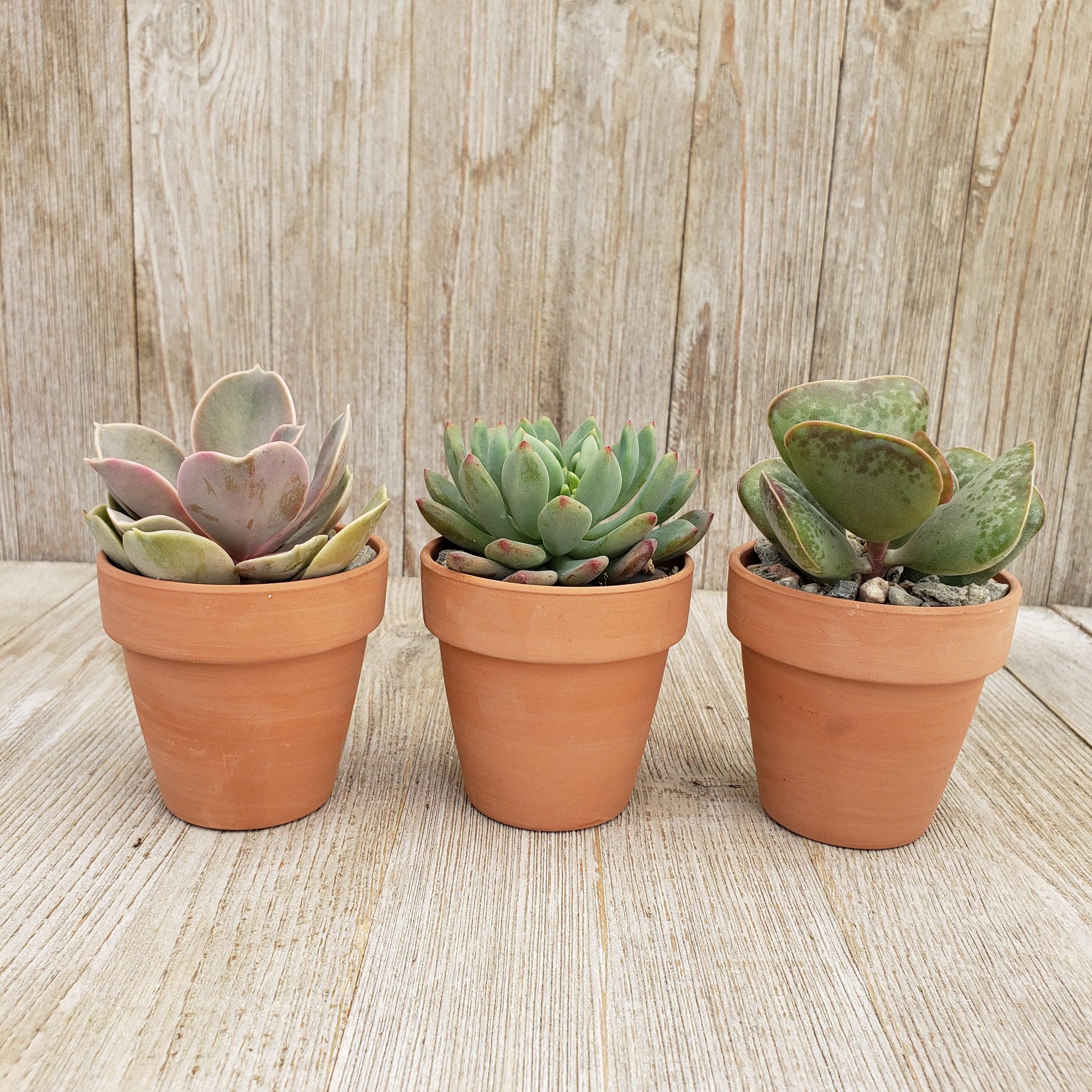 Interpretatief ledematen tieners 3- 2.5 inch succulents in terracotta pots – Planet Desert