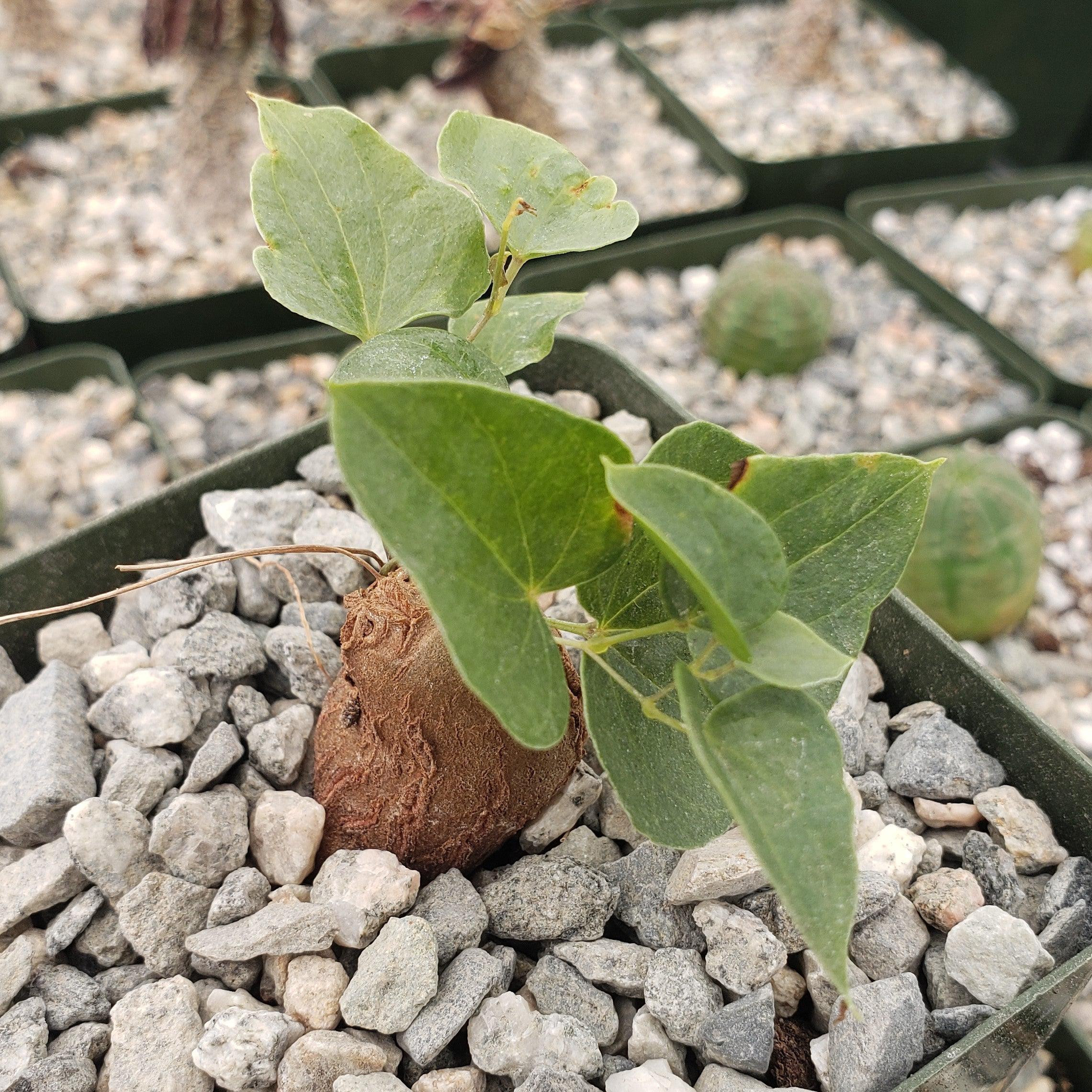 Foot Plant - Dioscorea elephantipes | Planet Online Nursery