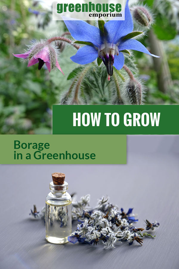 Image of the borage blossom and dried borage with the text: How to grow borage in a greenhouse