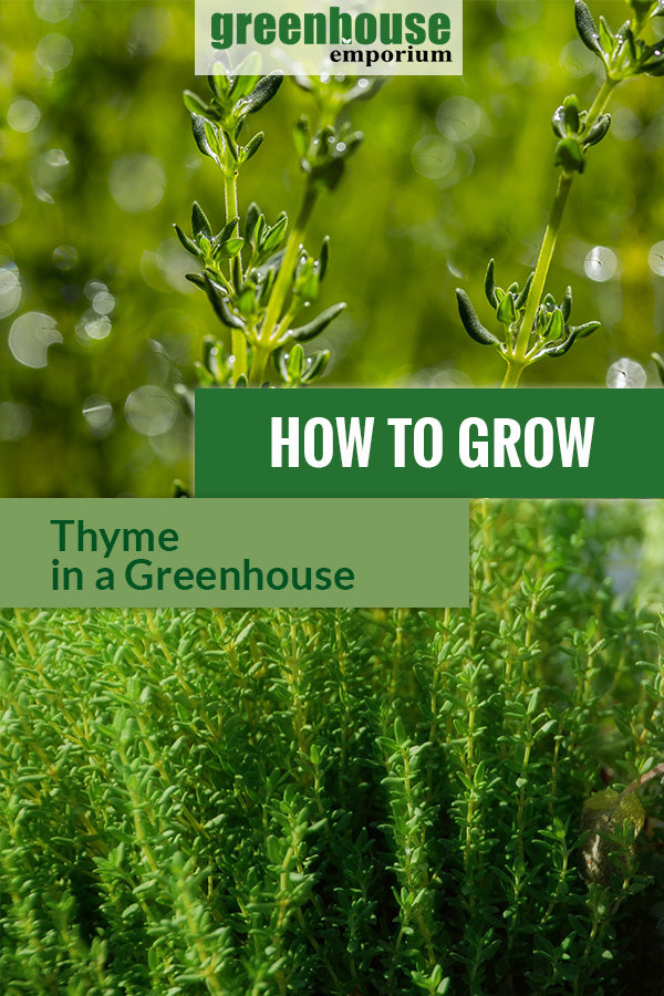 Growing clusters of thyme and close up view with the text: How to grow thyme in a greenhouse.