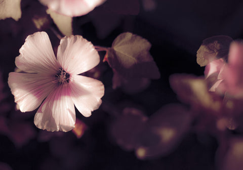 XX-Large Size