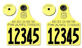 Dairy Double USDA 840 double set of Maxi Numbered front ear tags with buttons