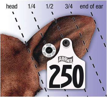 location of ear tags