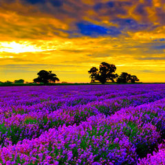 Aromatherapy lavender oil