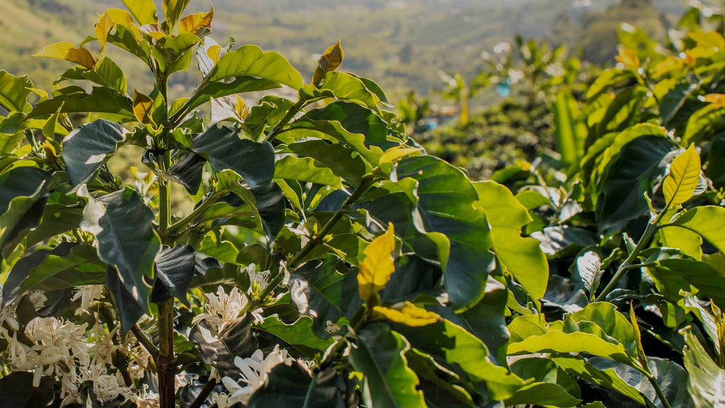 Colombia El Crucero Coffee Blossoms Mission Coffee Ana Mustafa