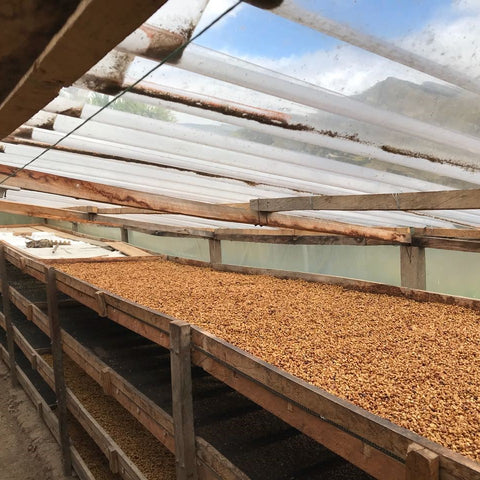 Colombia Narino Inga Aponte Solar Drier Raised Beds Coffee Cat a Cherry Fermentation
