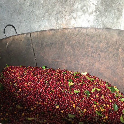 Colombia Narino Inga Aponte Caturra Ripe Cherries Cherry Fermentation