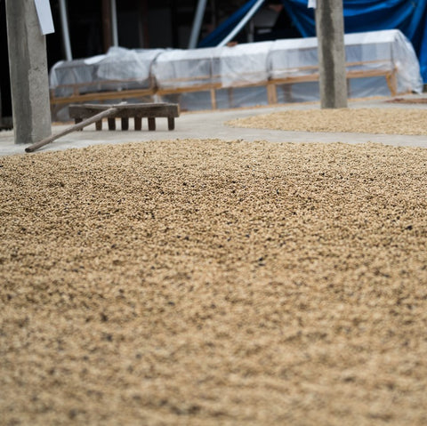 Sulawesi Toarco Tana Toraja Drying Patios Small Producer Mission Coffee Co. 