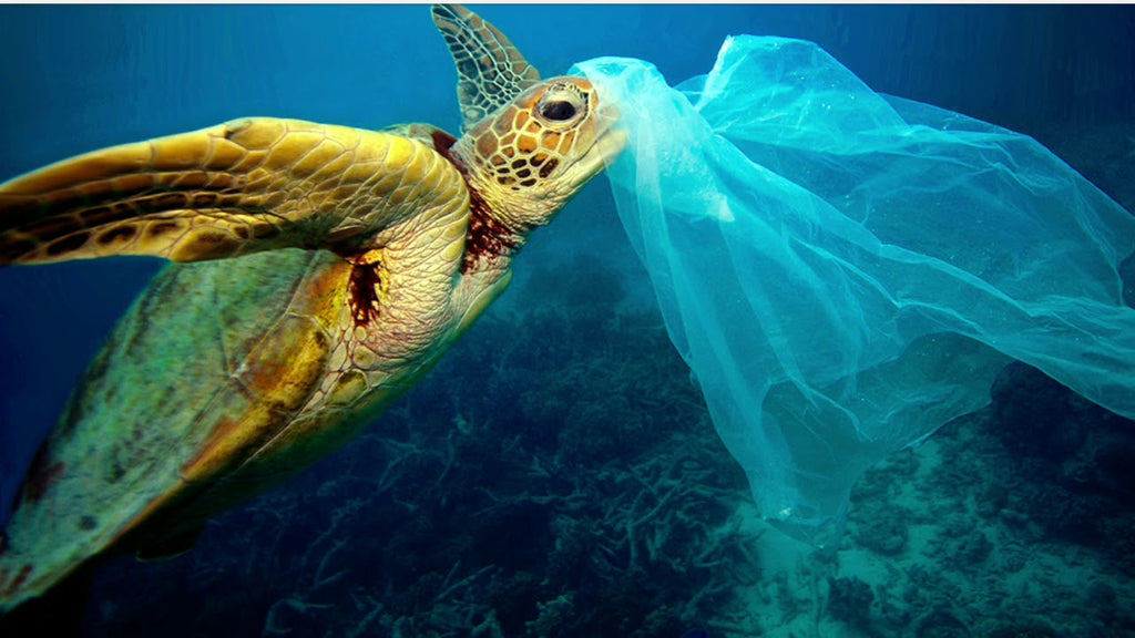 Ocean plastic pollution turtle