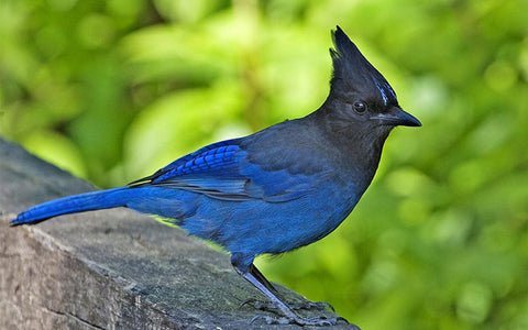 learning nonviolence from blue jays