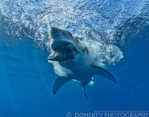 12 foot Great White Shark