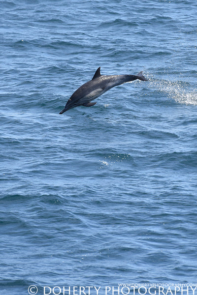 Dolphin Jumping