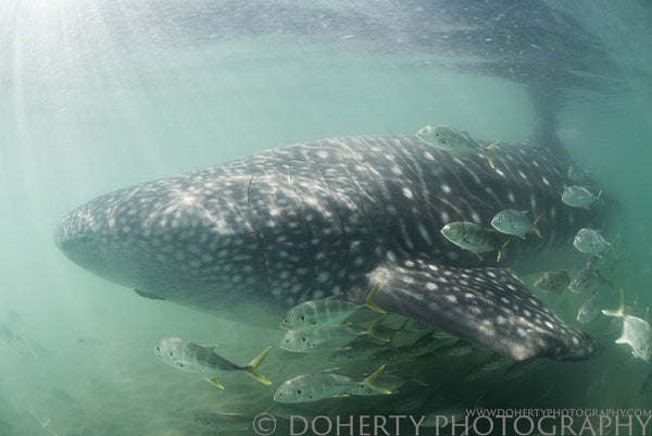 Whale Shark