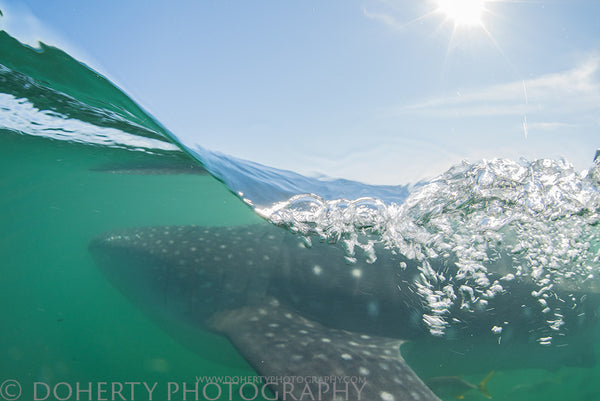 Whale Shark