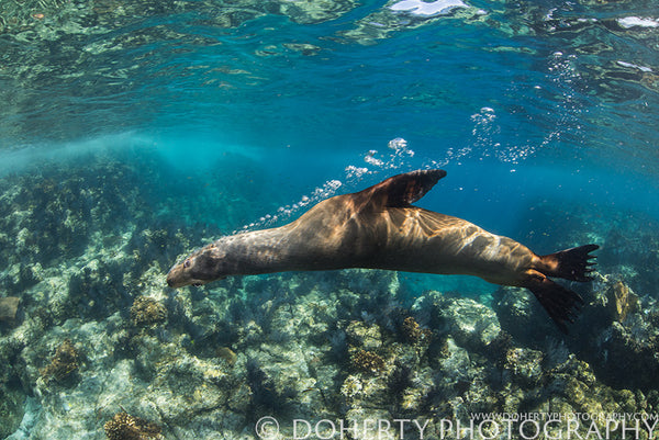 Female Sea Lion Blowing Bubbles