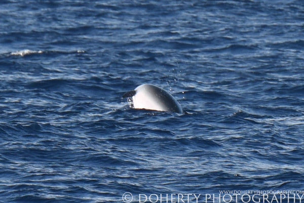 Vaquita