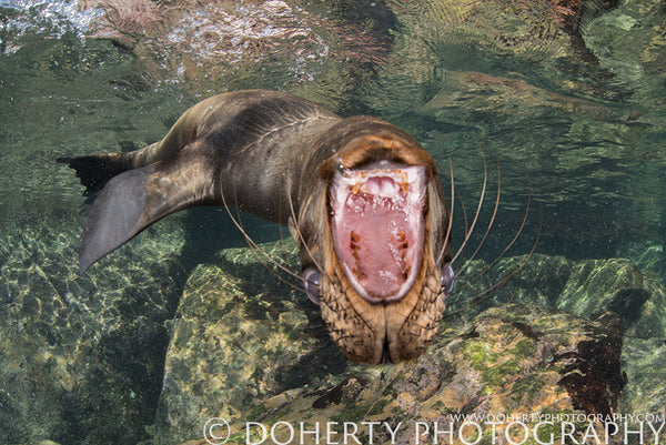 California Sea Lion Pup Open Mouth