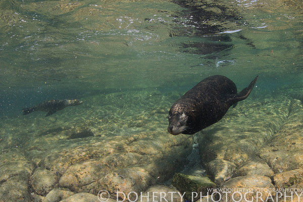 Alpha Male California Sea Lion