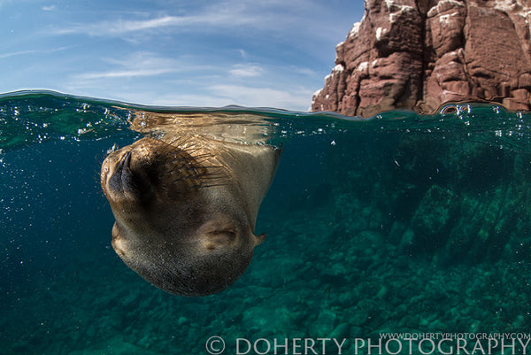 Sleeping Sea Lion