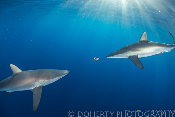 Silky Sharks Eating Chum