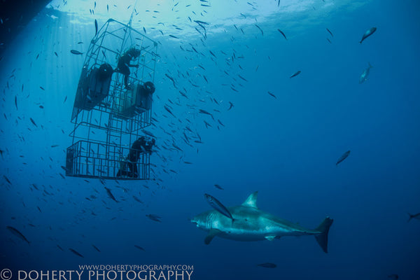 Great White Outside Cage