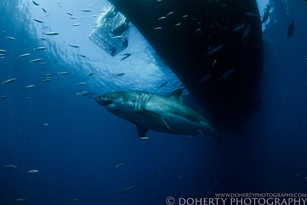 Great White Under Cage