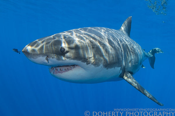 Lucy Great White Shark