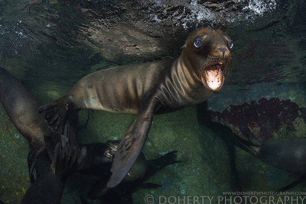 Surprised Sea Lion Pup