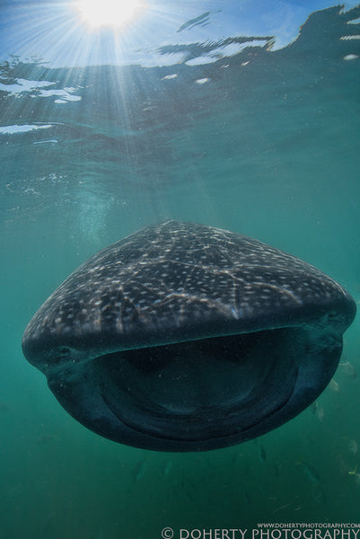 Whale Shark