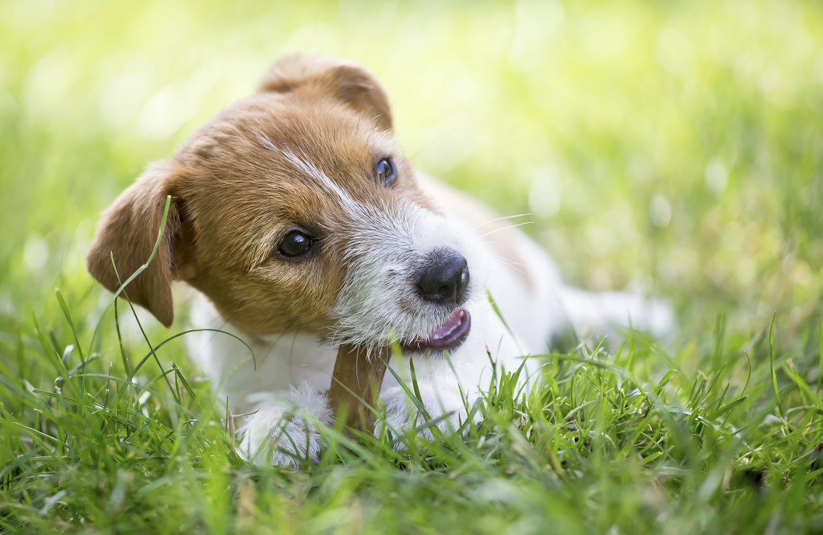 old puppies they start losing their baby teeth