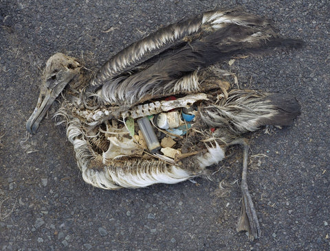 Albatross Found with Plastic In Its Gut - by Change.org