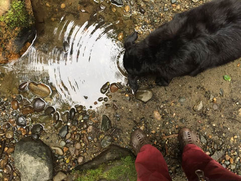 Lucy Sipping River Water at Arroyo Park