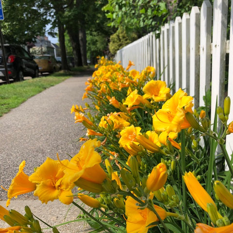 yellow flowers along a picket fence