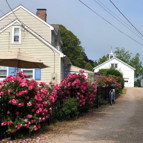 pink flowers down a cute alley in the boro